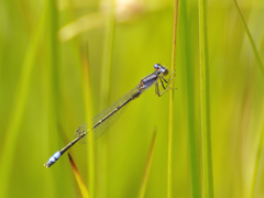Proischnura polychromatica