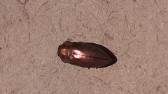 Chrysochroinae