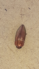 Chrysochroinae