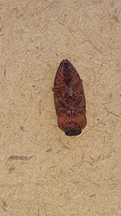 Chrysochroinae