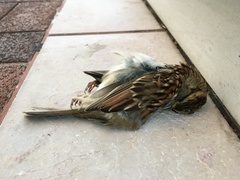 Zonotrichia albicollis