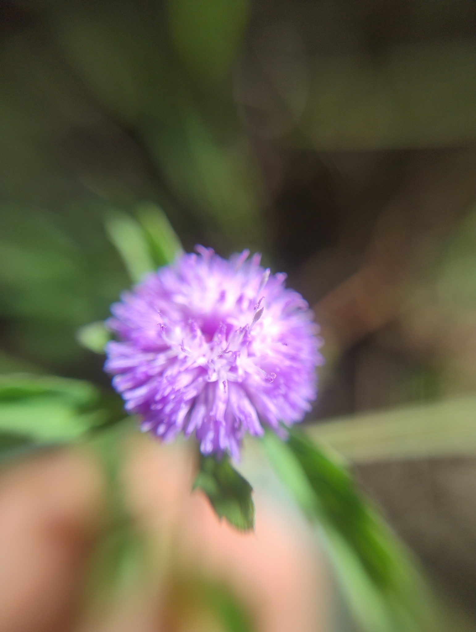 Centratherum punctatum