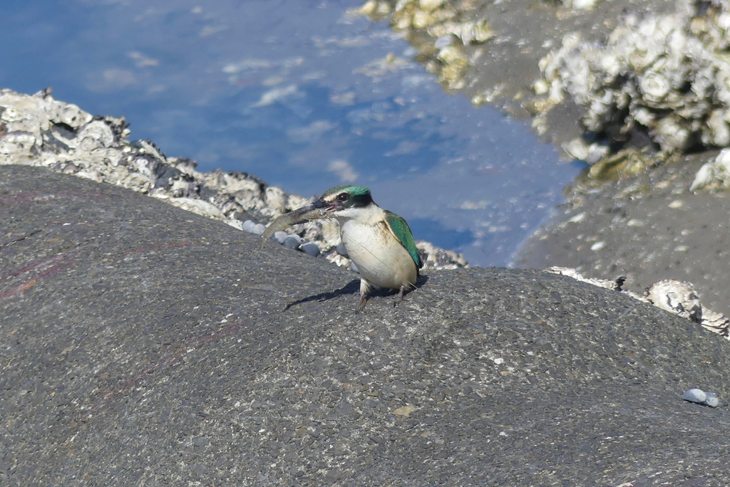 Metapenaeus bennettae