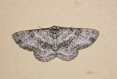 Ophthalmitis caritaria