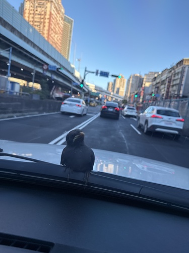Javan Myna, 臺灣島, 板橋區, 新北市, TW, photo 8 of 10