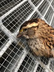 Zonotrichia albicollis