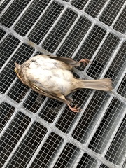 Zonotrichia albicollis