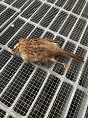 Zonotrichia albicollis