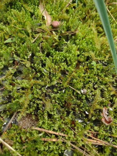Least Earwort (Scapania curta)