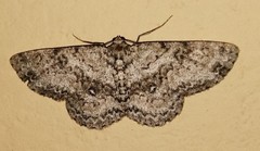 Ophthalmitis caritaria