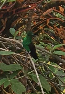 Saucerottia tobaci