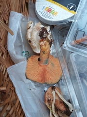 Lactarius semisanguifluus