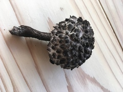 Strobilomyces seminudus