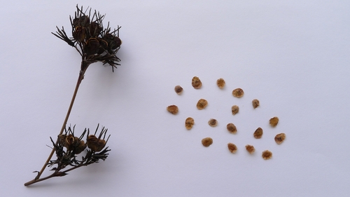 Haemodorum corymbosum (Haemodorum corymbosum)