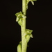 Platanthera unalascensis - Photo (c) Brad Von Blon, μερικά δικαιώματα διατηρούνται (CC BY), uploaded by Brad Von Blon