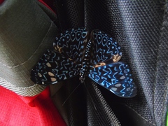 Hamadryas belladonna