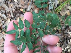 Berberis swaseyi