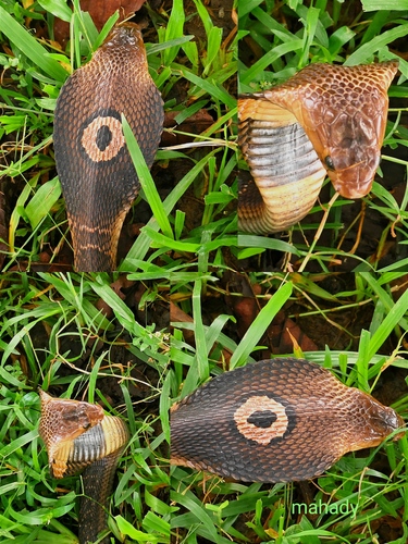 Monocled Cobra