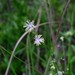 Cooley's Meadow-Rue - Photo (c) James Henderson, Golden Delight Honey, Bugwood.org, some rights reserved (CC BY)
