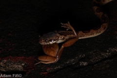 Leptodeira ashmeadii