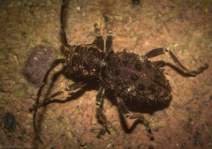 Athemistus echinatus