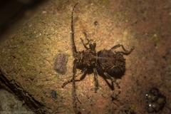 Athemistus echinatus