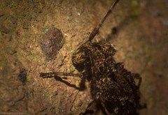 Athemistus echinatus