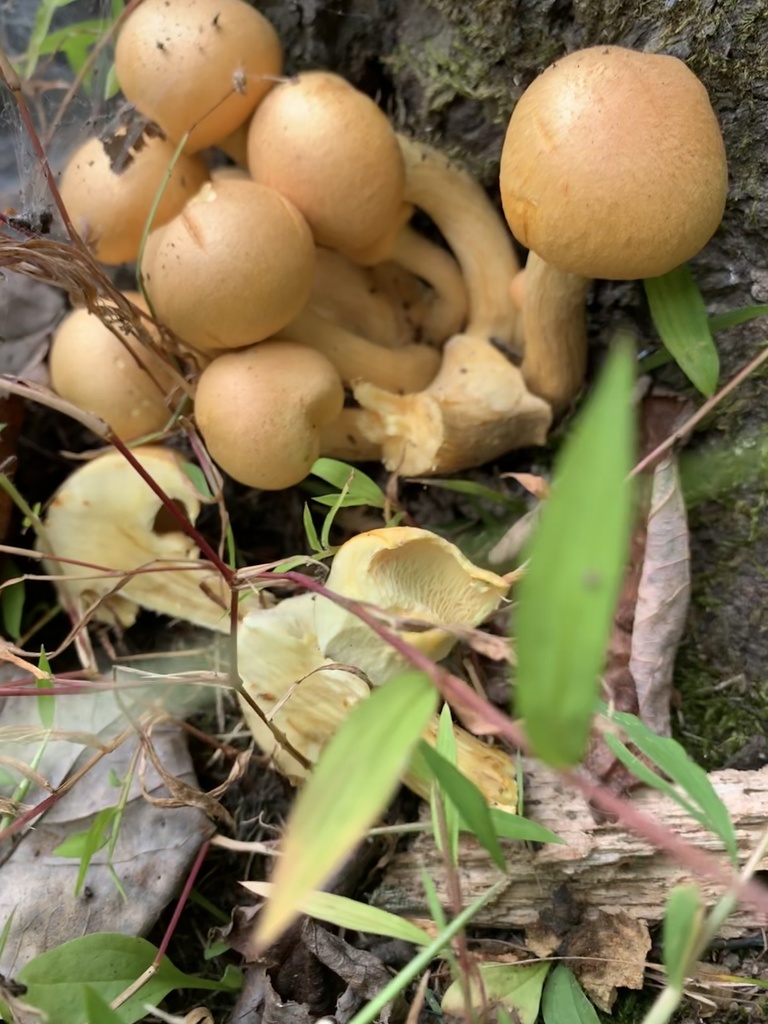 Gymnopilus validipes