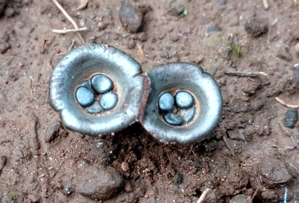 Cyathus olla · July 2017 · photo: © lartundo (iNaturalist, cc-by)