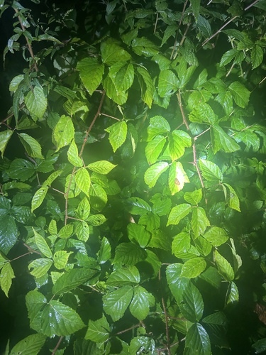 Openground Dewberry (Rubus furtivus)