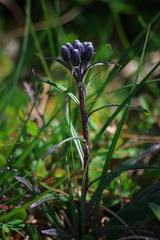Saussurea angustifolia