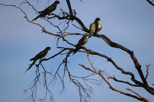 Regent Parrot