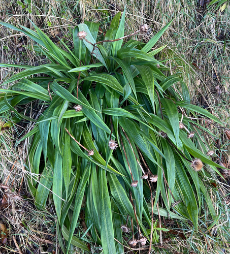 Celmisia mackaui, photograph 6