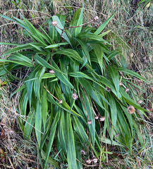 Celmisia mackaui, photograph (c) Mike Dickison, some rights reserved (CC BY)