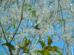 Chlorostilbon mellisugus