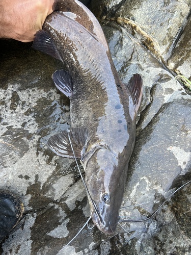 Eastern bagrid catfish (Bagrus orientalis) — Bagridae — 5
