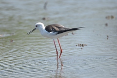 Himantopus himantopus