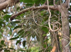 Cleisostoma tenuifolium