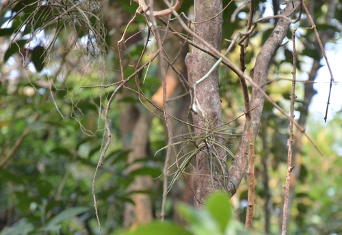 Cleisostoma tenuifolium, photograph 1