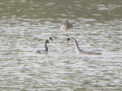 Podiceps cristatus
