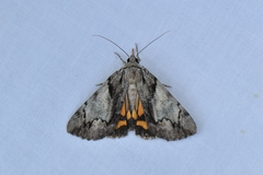 Catocala blandula