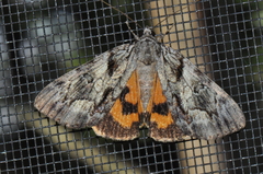 Catocala praeclara
