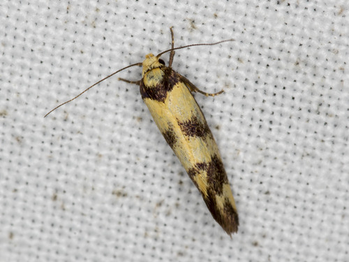 Olbonoma triptycha