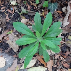 Erigeron sumatrensis