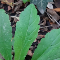 Erigeron sumatrensis