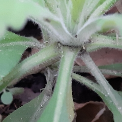 Erigeron sumatrensis