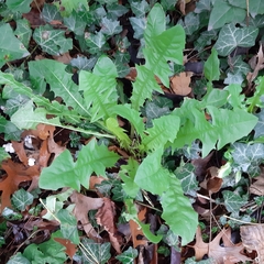 Taraxacum officinale
