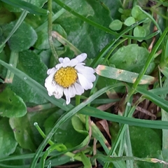 Bellis perennis