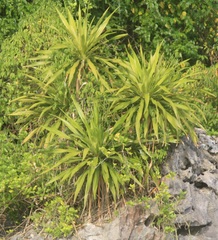 Dracaena
