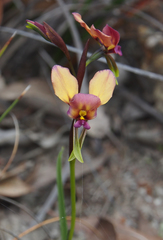 Diuris longifolia
